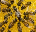 Queen bee lays eggs in the honeycomb